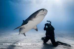 Diver with tiger shark