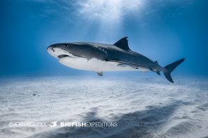 Tiger shark at Tiger Beach