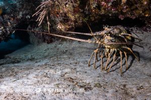 Spiny Lobster