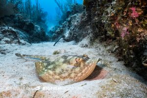 Yellow stingray