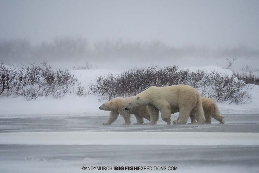 Polar Bear photography tour on the Canadian tundra in Churchill.