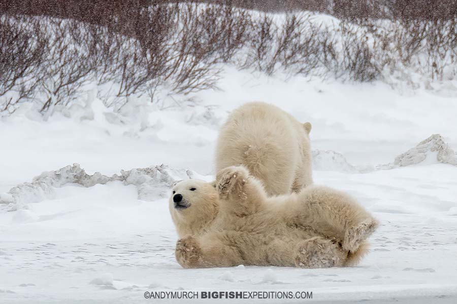 Polar bear cub playing in the snow.