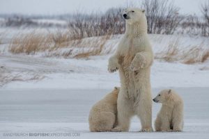 Polar Bear photography tour on the Canadian tundra in Churchill.