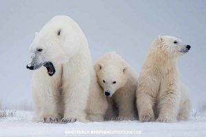 Momma polar bear with cubs in the Canadian Tundra.