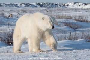 Polar bear heading onto the ice.