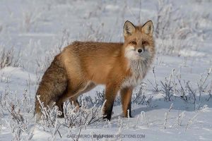 Red fox in the tundra.