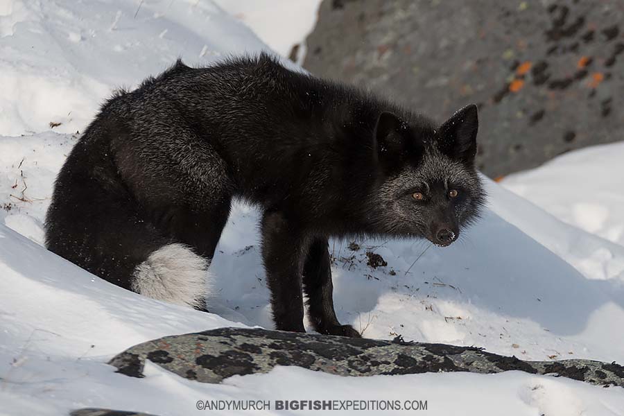 Silver fox in the tundra on our Polar Bear photography tour