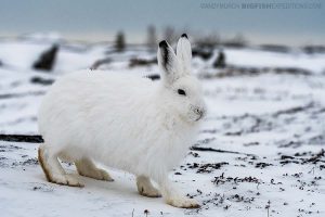 Arctic hare on the tundra on our Polar Bear photography tour