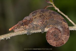Blue-legged Chameleon