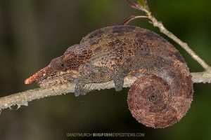 Blue-legged Chameleon