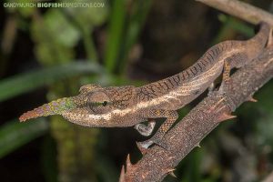 Lance-nosed Chameleon