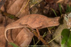 Brown Leaf Chameleon