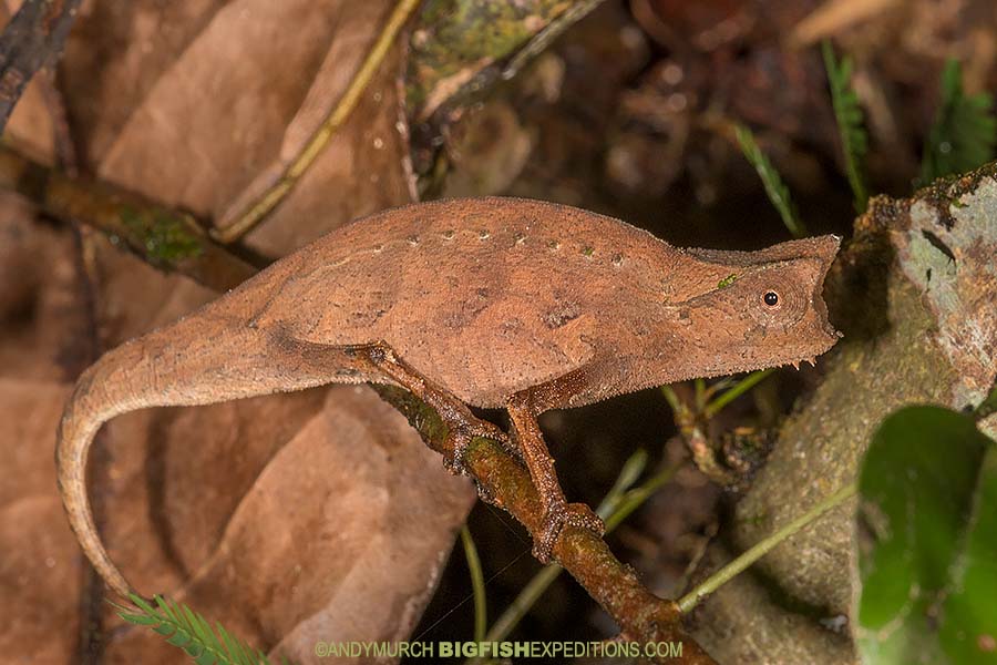 Brown Leaf Chameleon