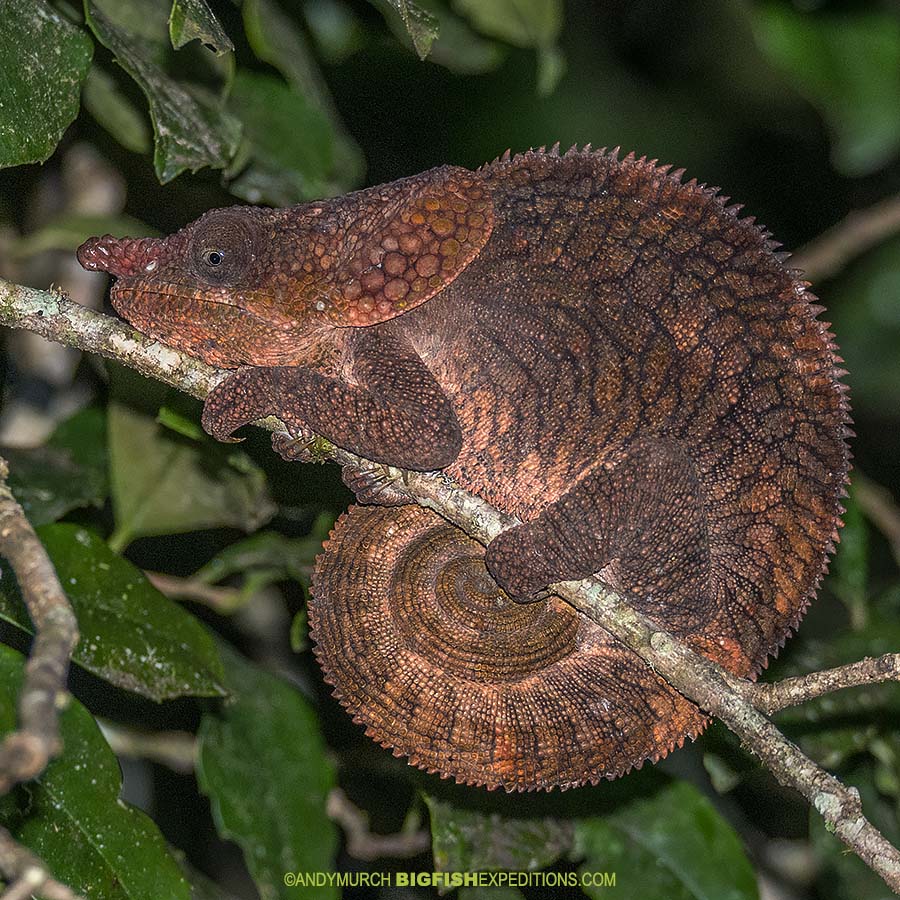 Madagascar Wildlife Adventure