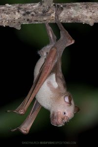 Commerson's Roundleaf Bat