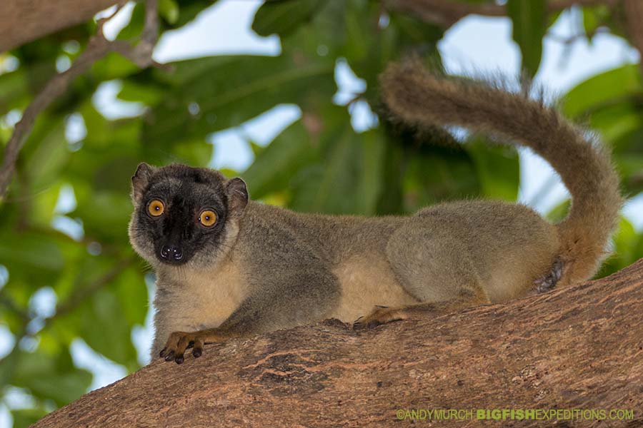 Common Brown Lemur