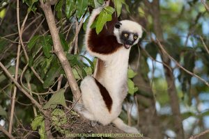 Coquerel's Sifaka