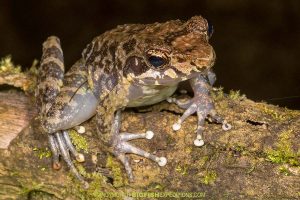 Herping-Madagascar