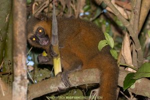 Golden Bamboo Lemur