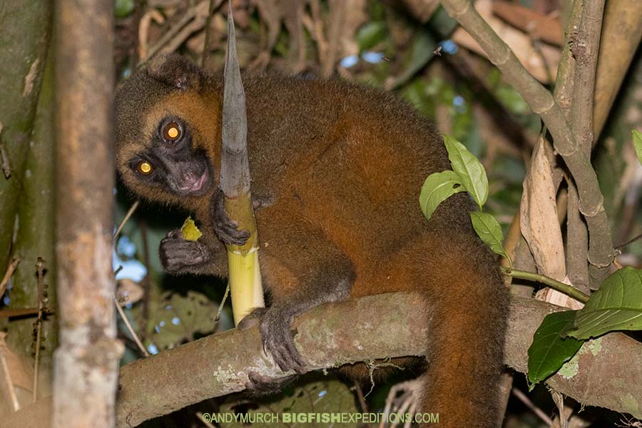 Golden Bamboo Lemur