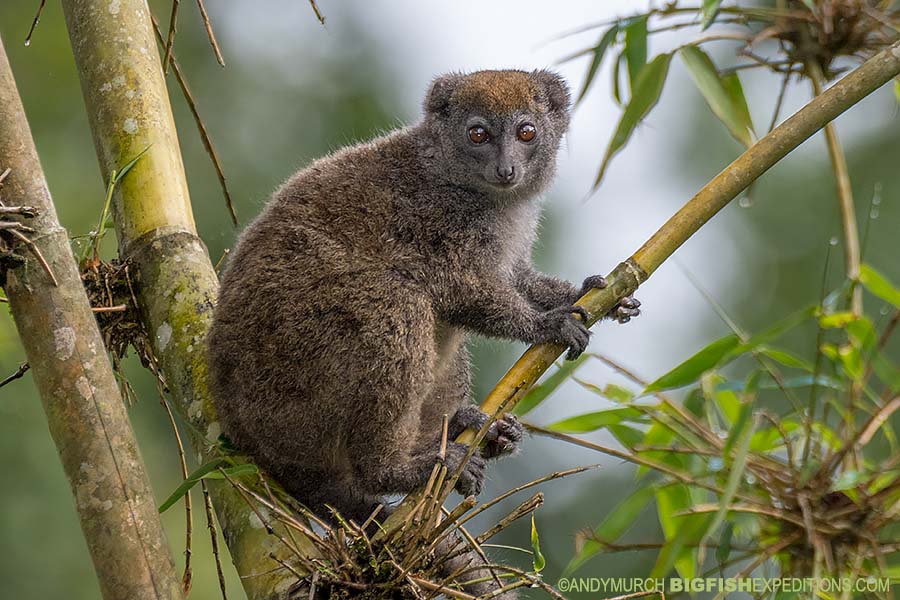 Grey Bamboo Lemur on our Madagascar Wildlife Expedition.