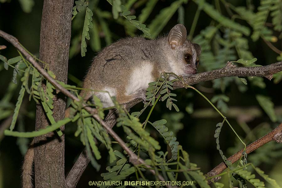 Grey-brown Mouse Lemur