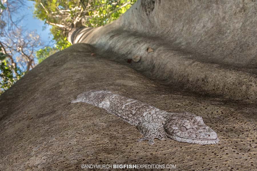 Henkel's Leaf-tailed Gecko.