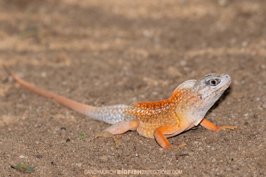 Madagascan Sand Lizard
