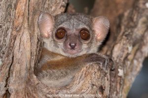 Milne Edwards Sportive Lemur