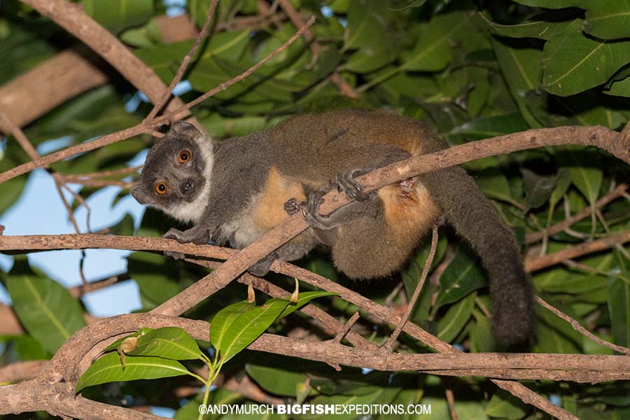 Mongoose Lemur