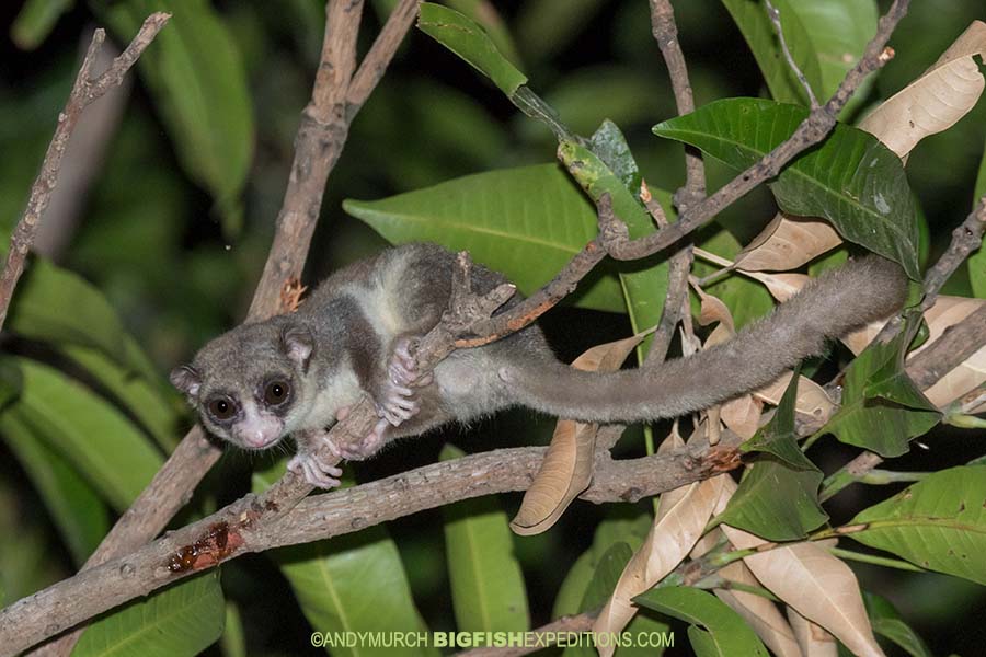 Fat-tailed Dwarf Lemur