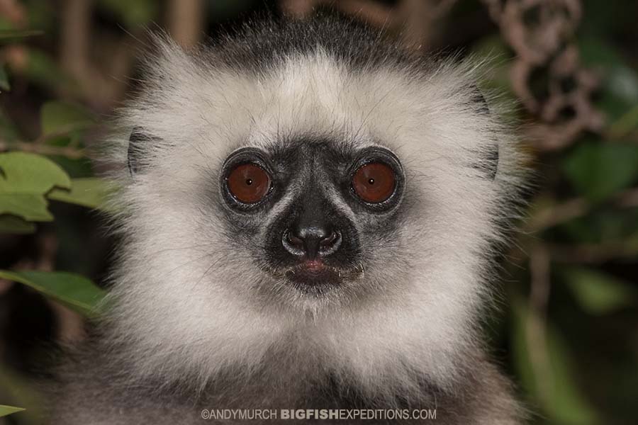 Diademed Sifaka