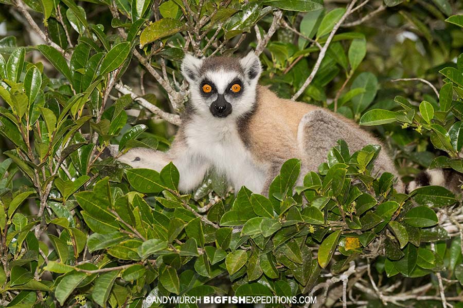 Wild Cam: TWS Members Find What's Eating Lemurs in Madagascar - The Wildlife Society