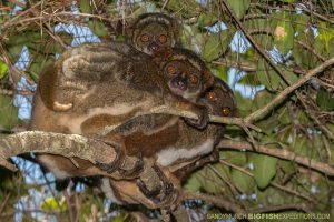 Eastern Woolly Lemur