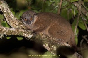 Weasel Sportive Lemur