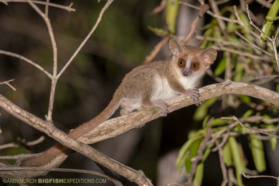 Gray Mouse Lemur Nocturnal Lemur Tour