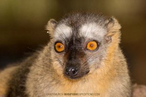 Red-fronted Brown Lemur