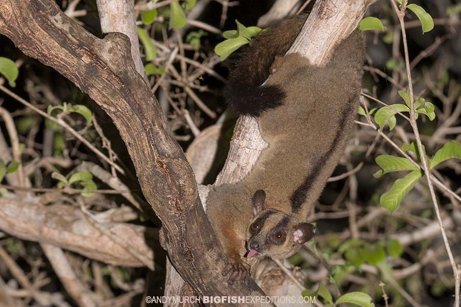 Pale Fork-marked Lemur