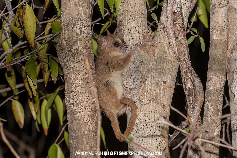 Madame Berte's Mouse Lemur