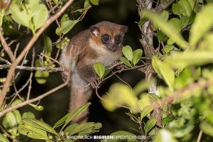 Furry-eared Dwarf Lemur