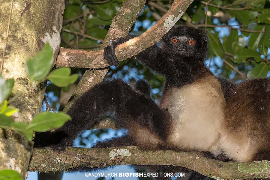 Milne Edwards Sifaka