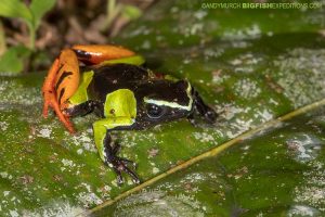 Baron's Mantella Frog