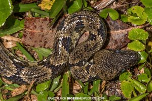 Malagasy Tree Boa