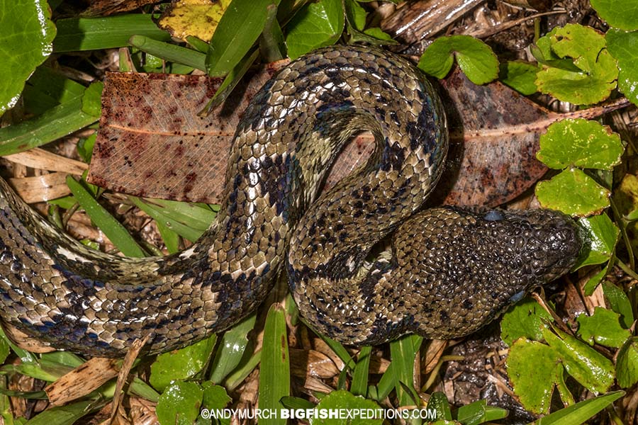 Malagasy Tree Boa