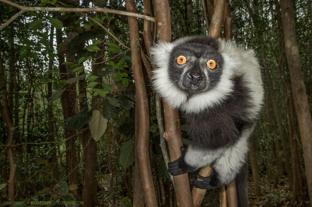 Madagascar Wildlife Tours & Safaris