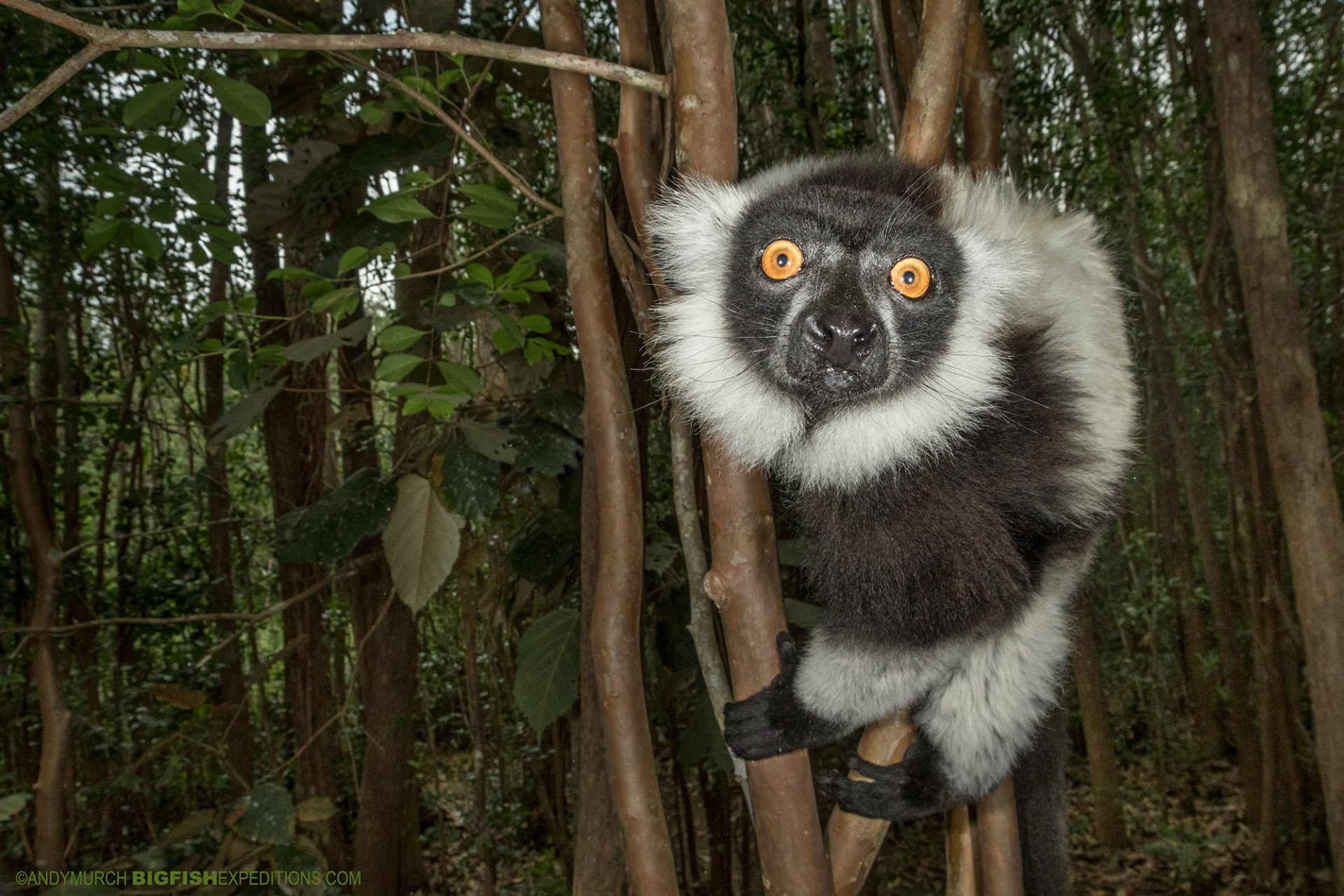 Madagascar Wildlife Adventure