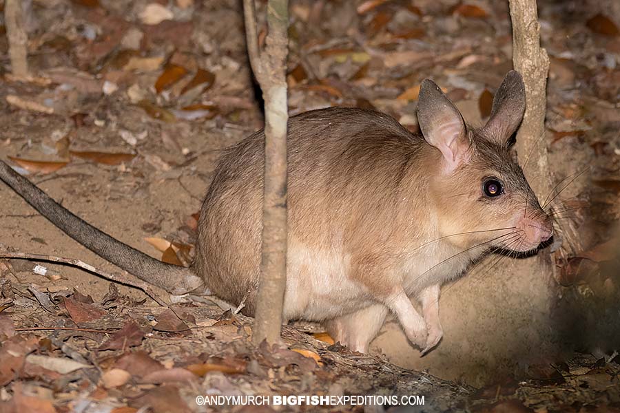 Madagascar Giant Jumping Rat