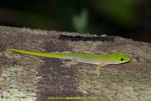 Malagasy Day Gecko