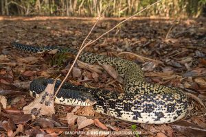 Malagasy Hognose Snake