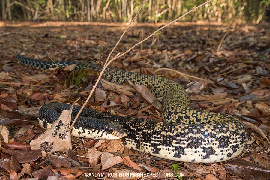 Malagasy Hognose Snake